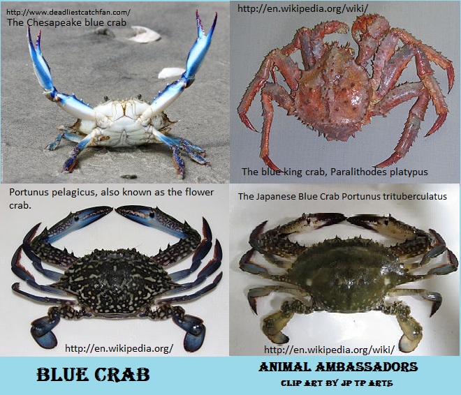 Blue crab facts  Animal and Nature Ambassadors